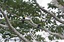 Img_7208-tukan hnedohrbety-chestnut-mandibled toucan.jpg
